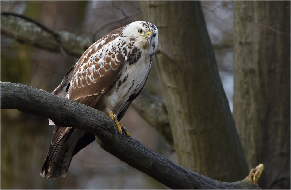 Mäusebussard