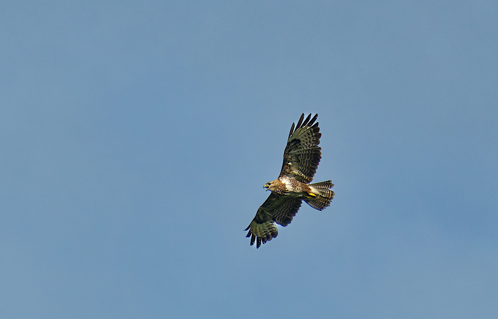 mäusebussard