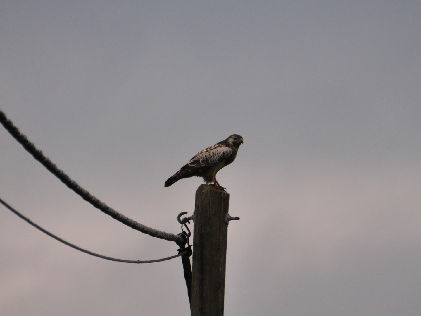 Mäusebussard