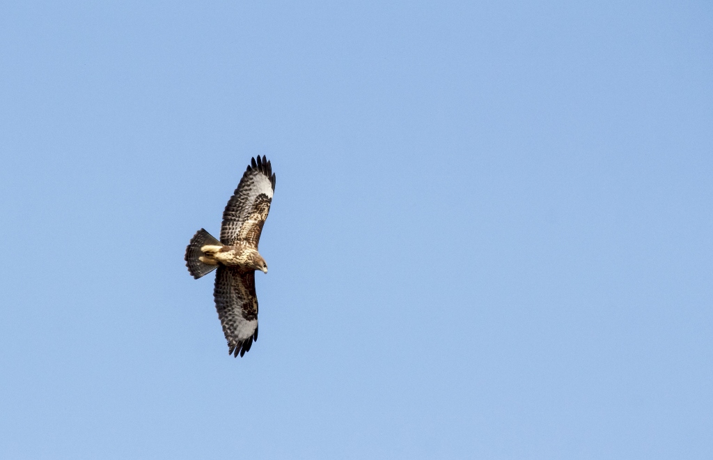 Mäusebussard