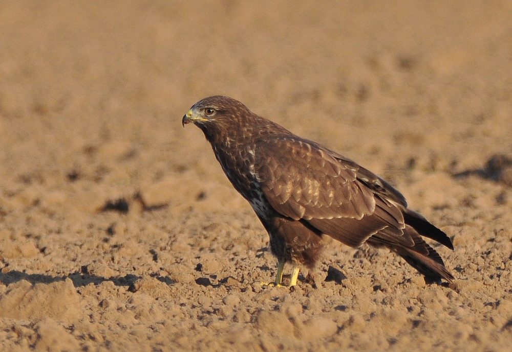 Mäusebussard