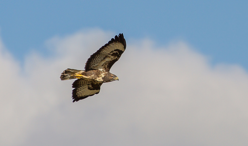 Mäusebussard