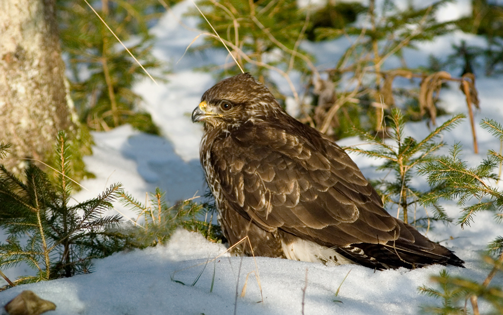 Mäusebussard