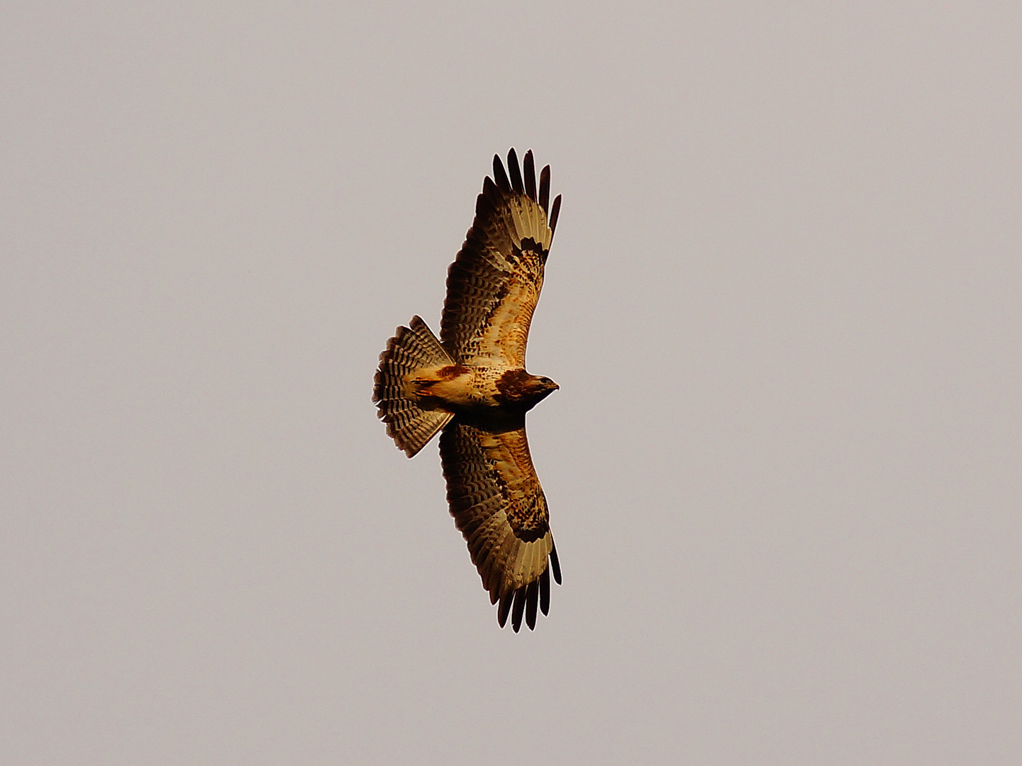 Mäusebussard bei Abendsonne