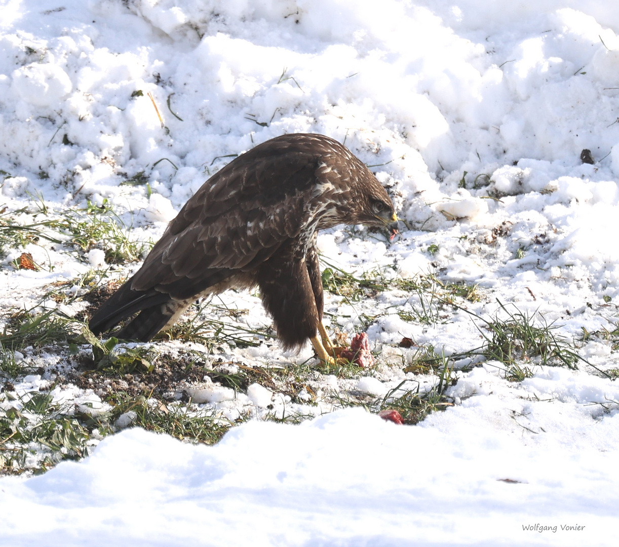 Mäusebussard bei der Fütterung