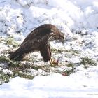 Mäusebussard bei der Fütterung