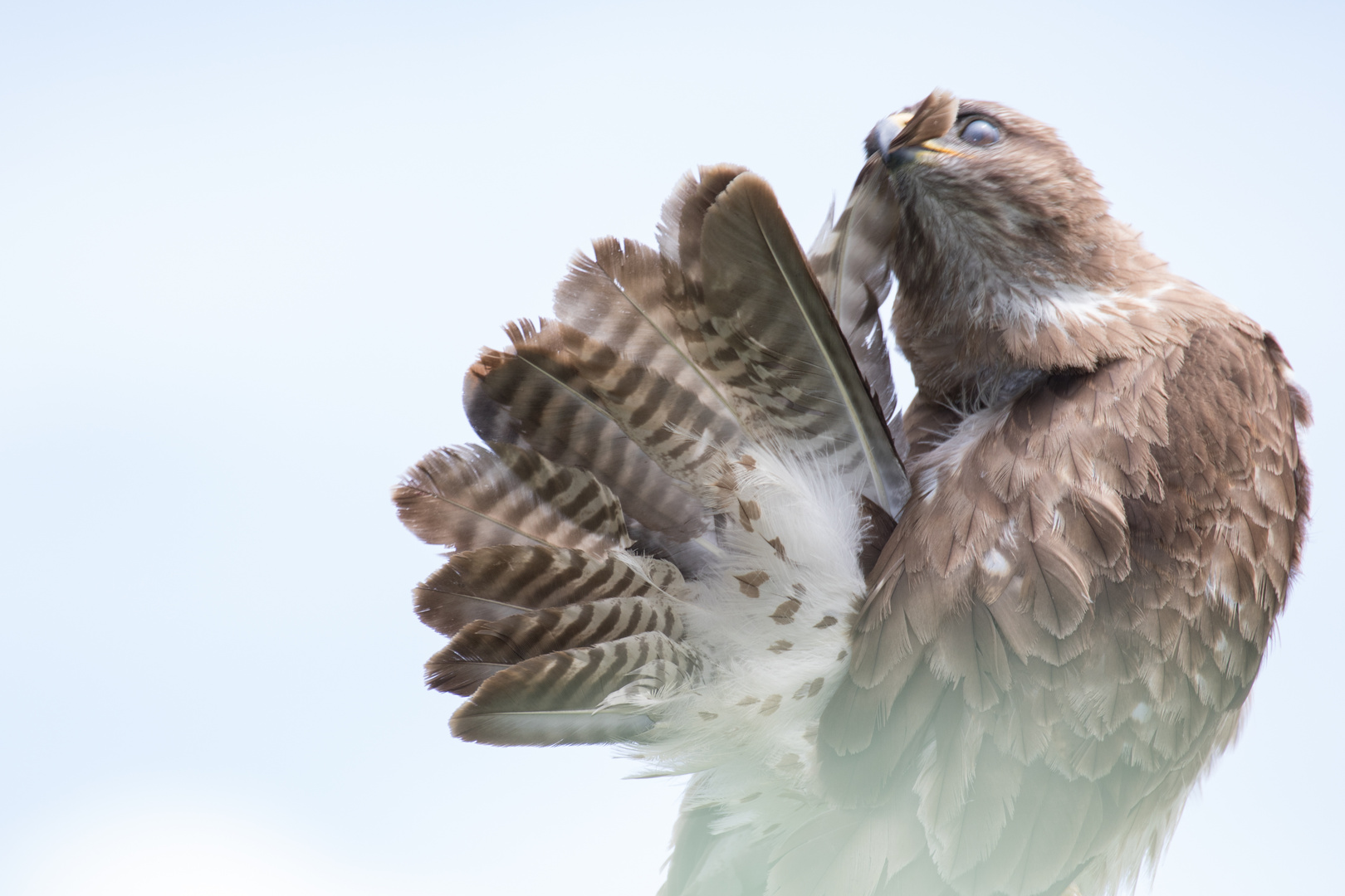 Mäusebussard bei der Gefiederpflege