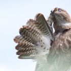 Mäusebussard bei der Gefiederpflege