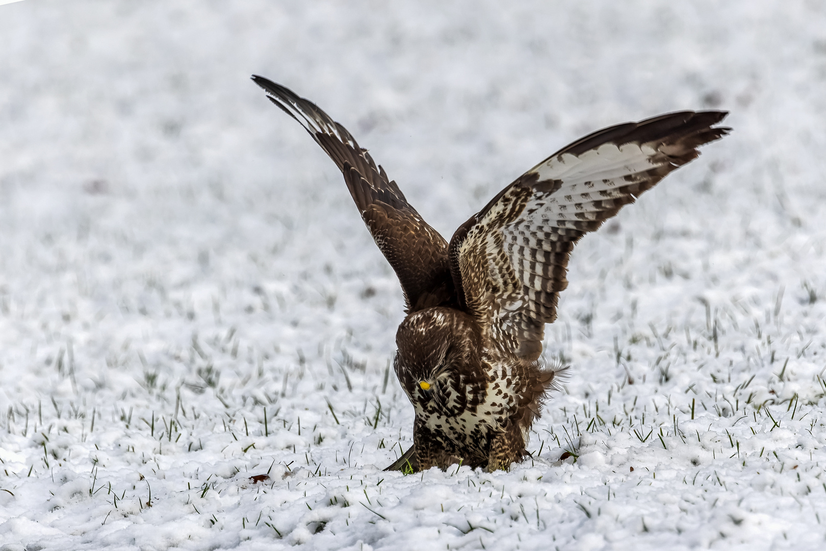 Mäusebussard bei der Jagd 