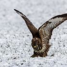 Mäusebussard bei der Jagd 