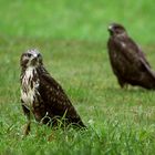 Mäusebussard bei der Jagd