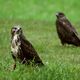 Musebussard bei der Jagd