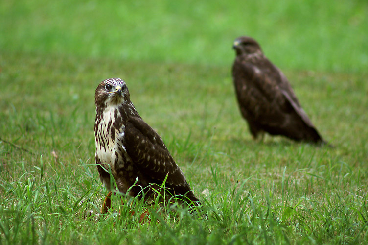 Mäusebussard bei der Jagd