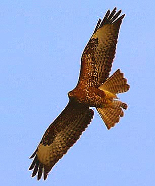 Mäusebussard bei der Jagd 