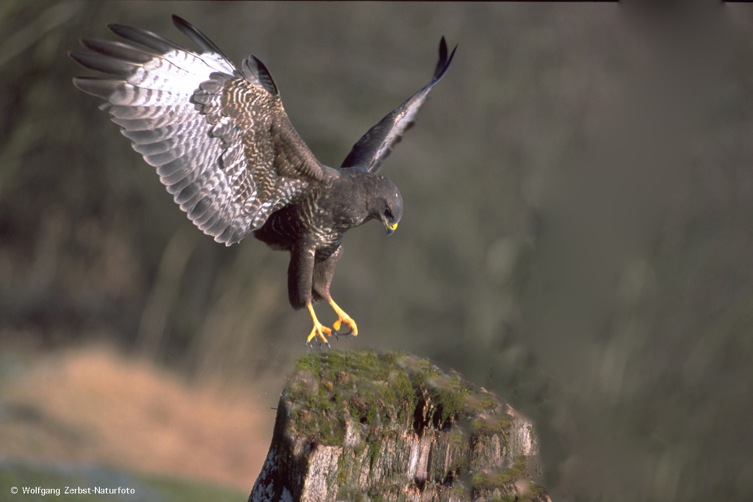 --- Mäusebussard bei der Landung -- ( Buteo buteo )