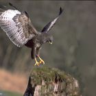 --- Mäusebussard bei der Landung -- ( Buteo buteo )