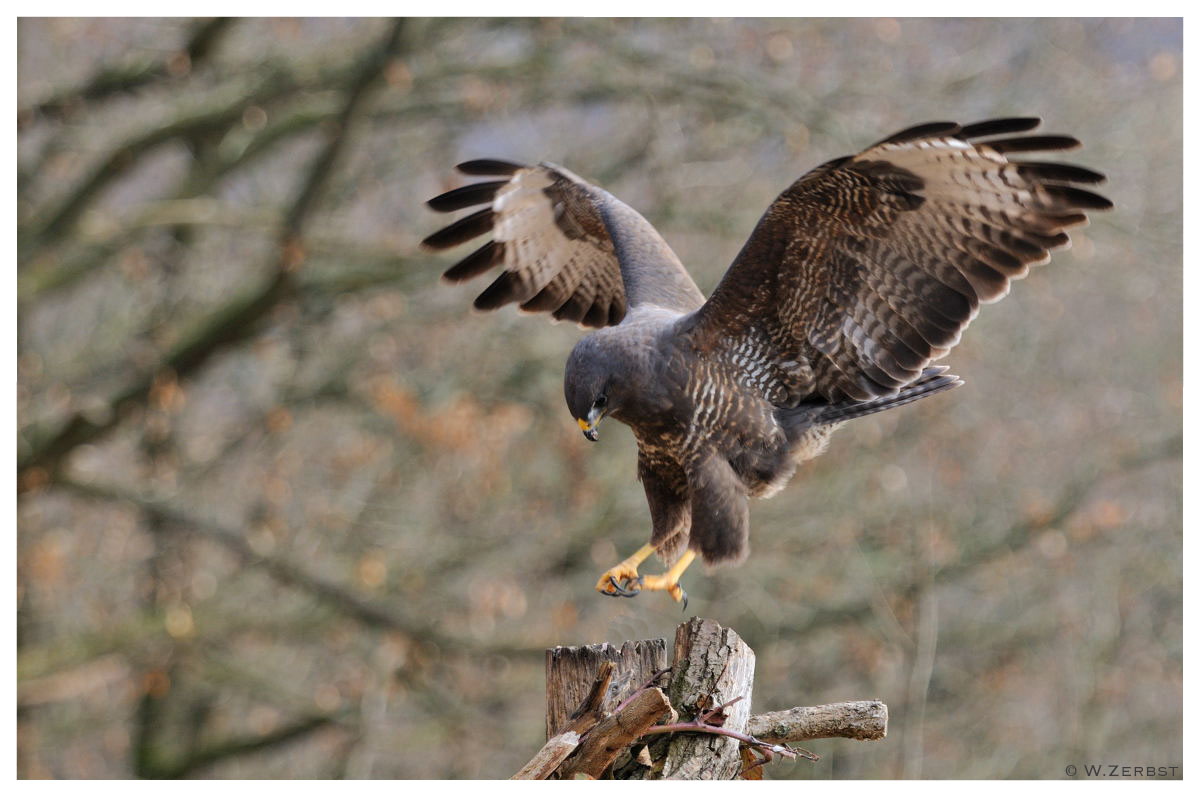 - Mäusebussard bei der Landung - ( Buteo buteo )