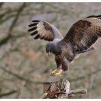 - Mäusebussard bei der Landung - ( Buteo buteo )