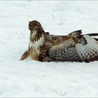 Mäusebussard bei der Landung...