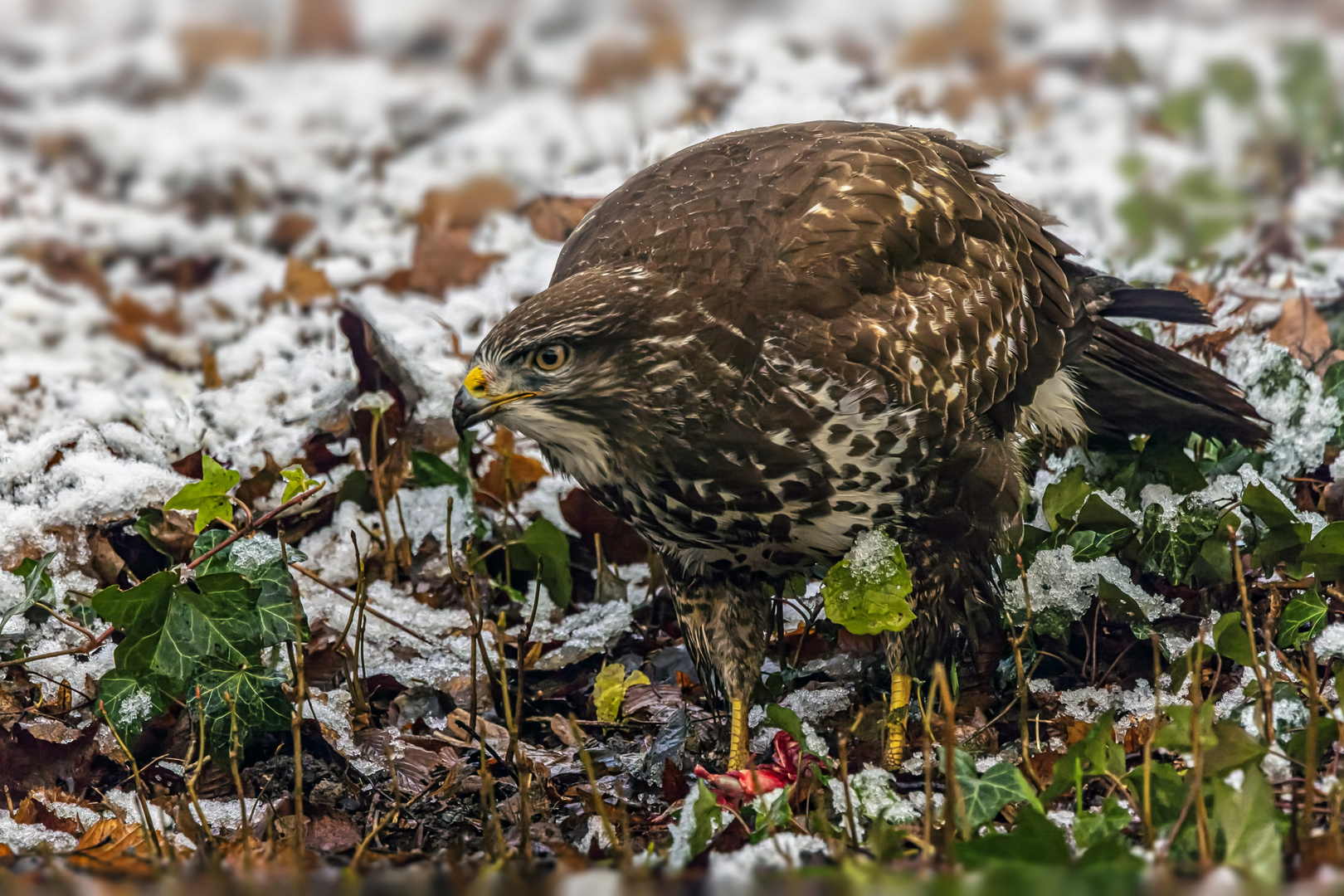  Mäusebussard bei der Mahlzeit