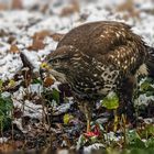  Mäusebussard bei der Mahlzeit