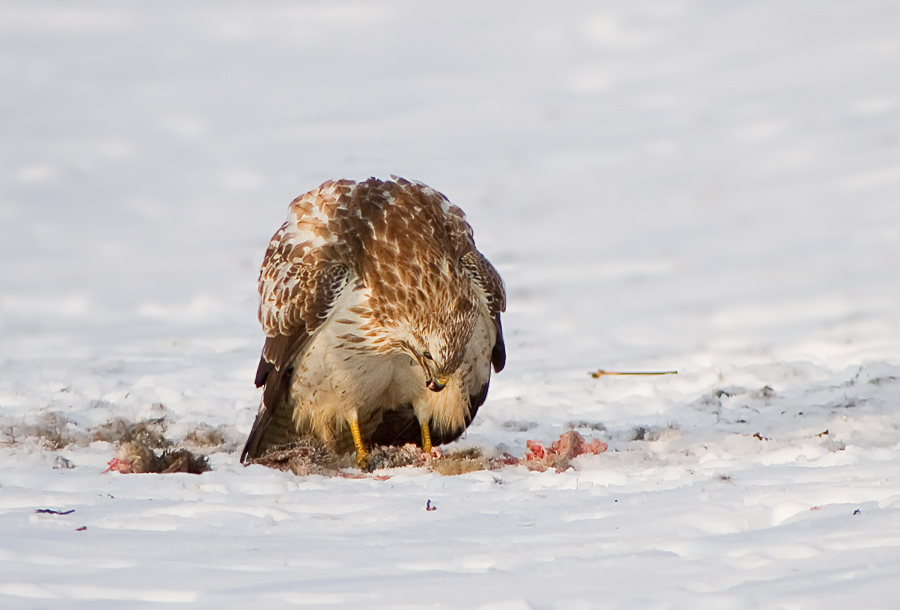 Mäusebussard bei der Mahlzeit