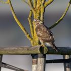 Mäusebussard bei der Nebelkrähenbeobachtung