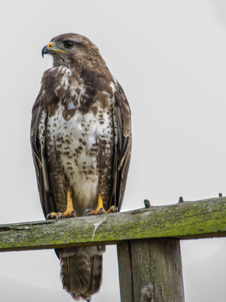 Mäusebussard bei der Rast