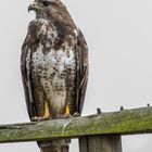 Mäusebussard bei der Rast