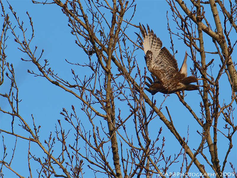 Mäusebussard beim Abflug