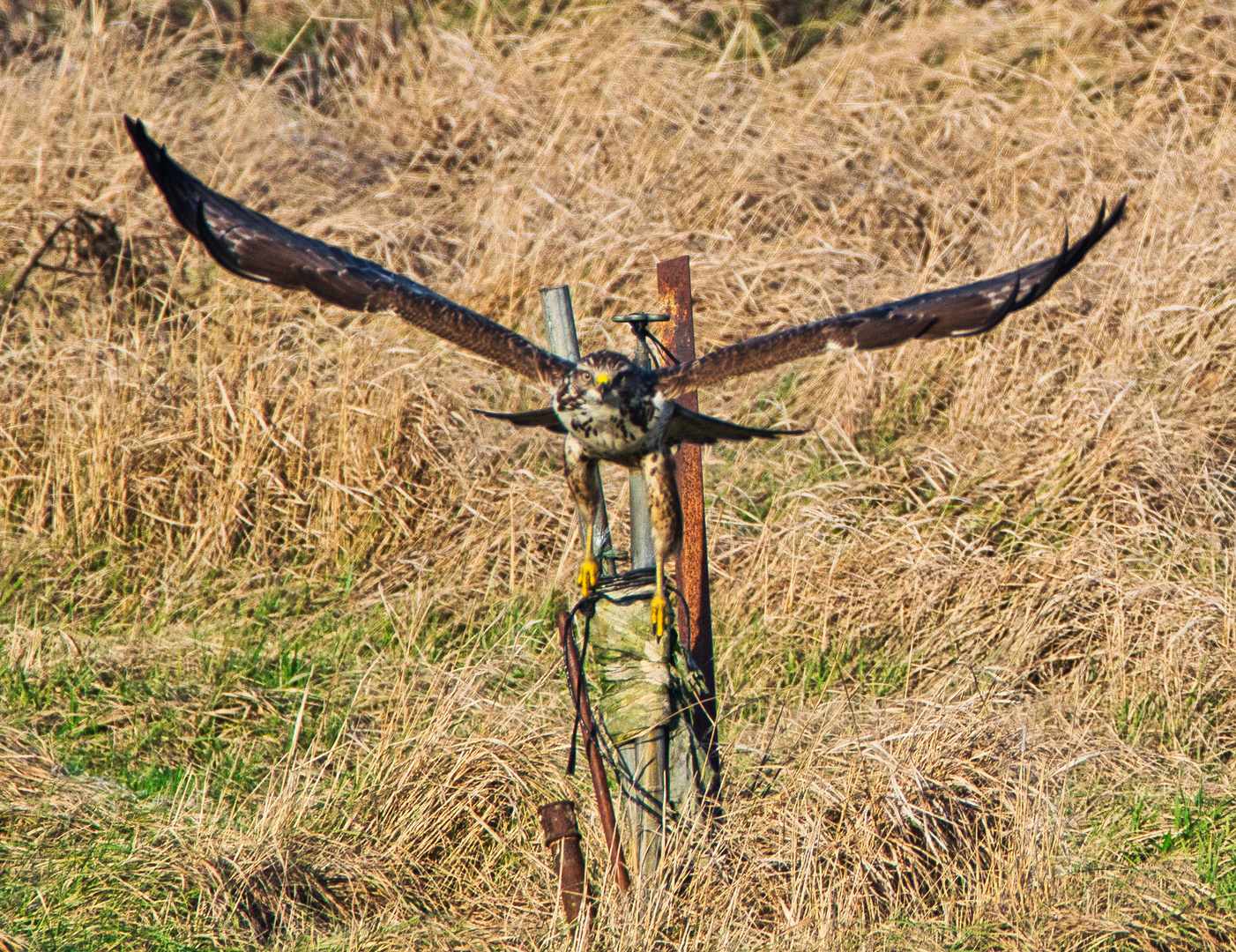 Mäusebussard beim Abflug