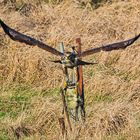 Mäusebussard beim Abflug