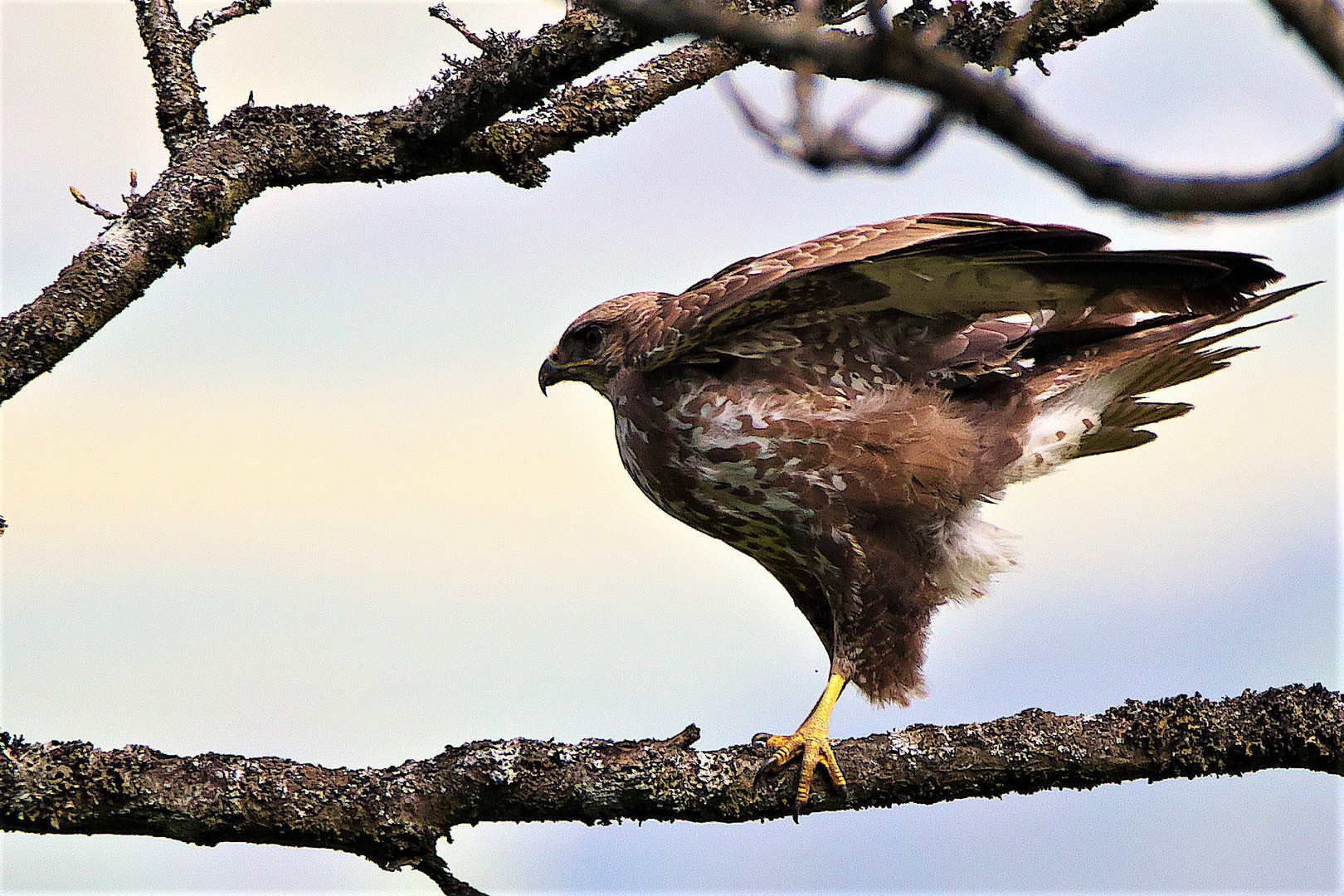 Mäusebussard beim Abflug.