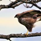 Mäusebussard beim Abflug.