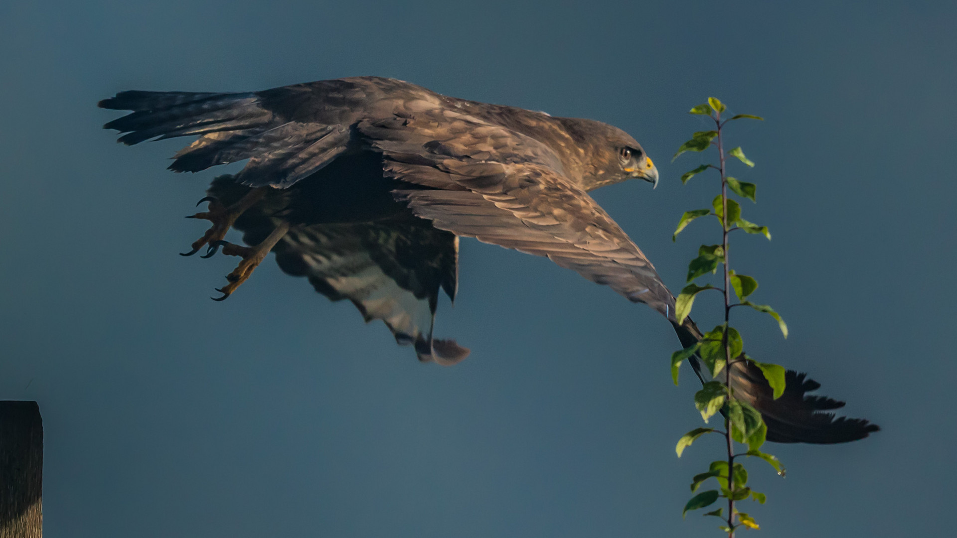 Mäusebussard beim Abflug