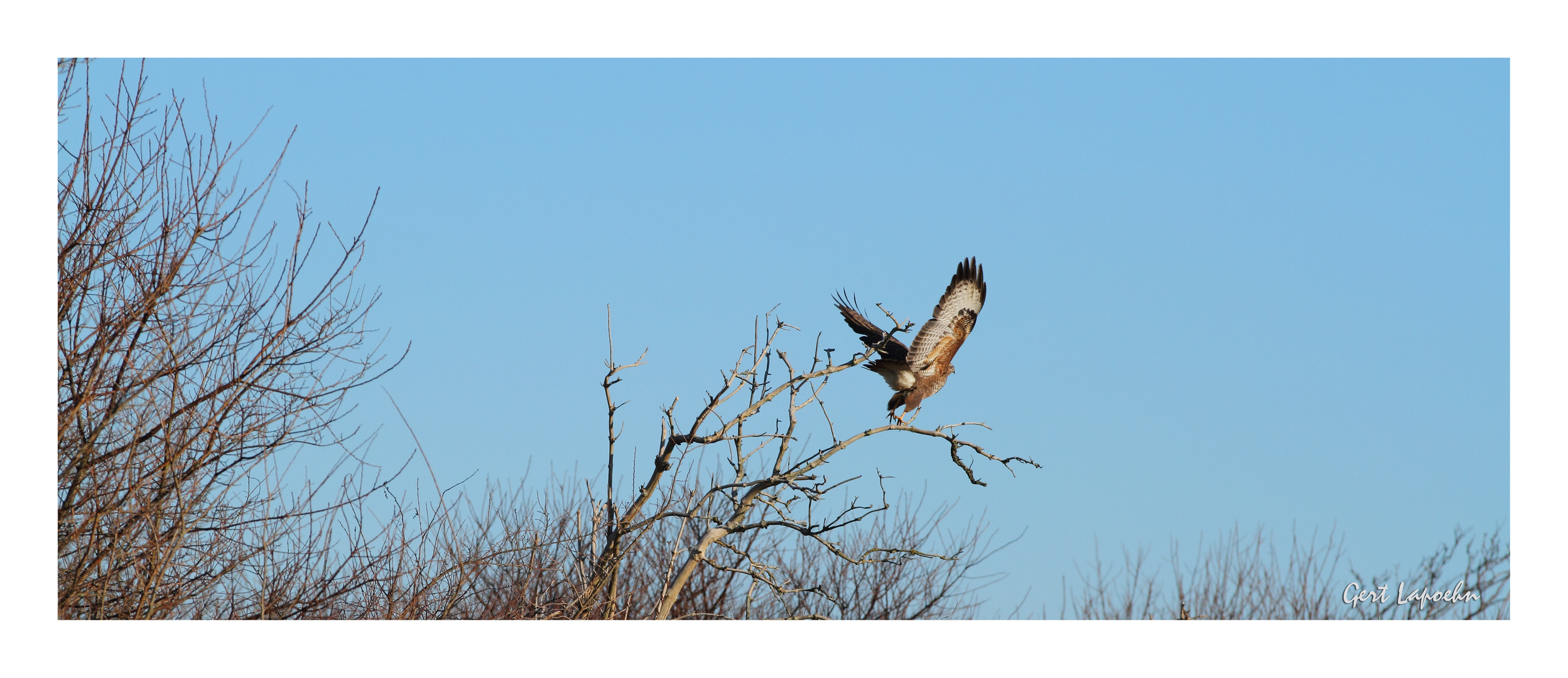 Mäusebussard beim Abflug