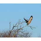 Mäusebussard beim Abflug