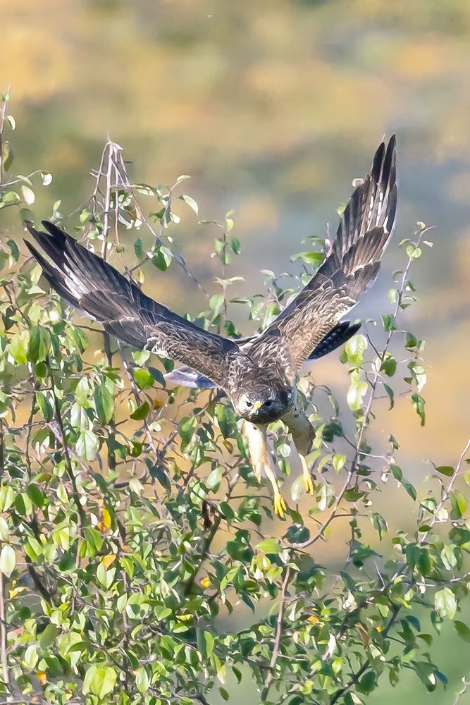 Mäusebussard beim Abflug