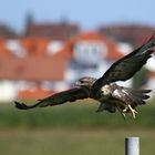 Mäusebussard beim Abflug