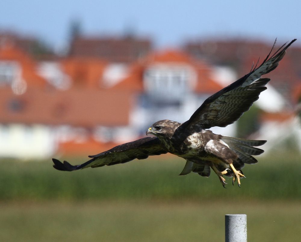 Mäusebussard beim Abflug