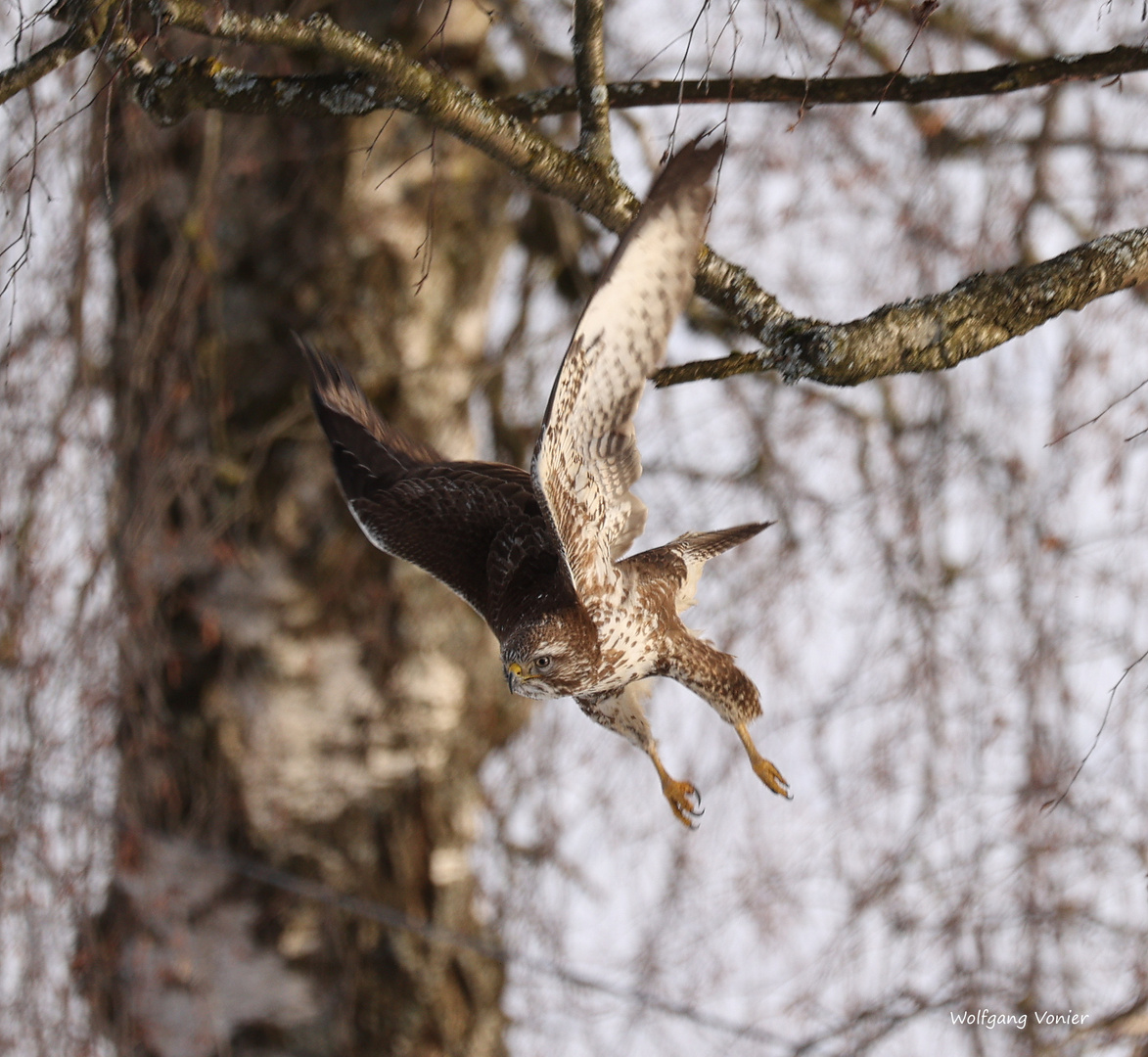 Mäusebussard beim Anflug auf das Futter