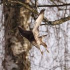 Mäusebussard beim Anflug auf das Futter