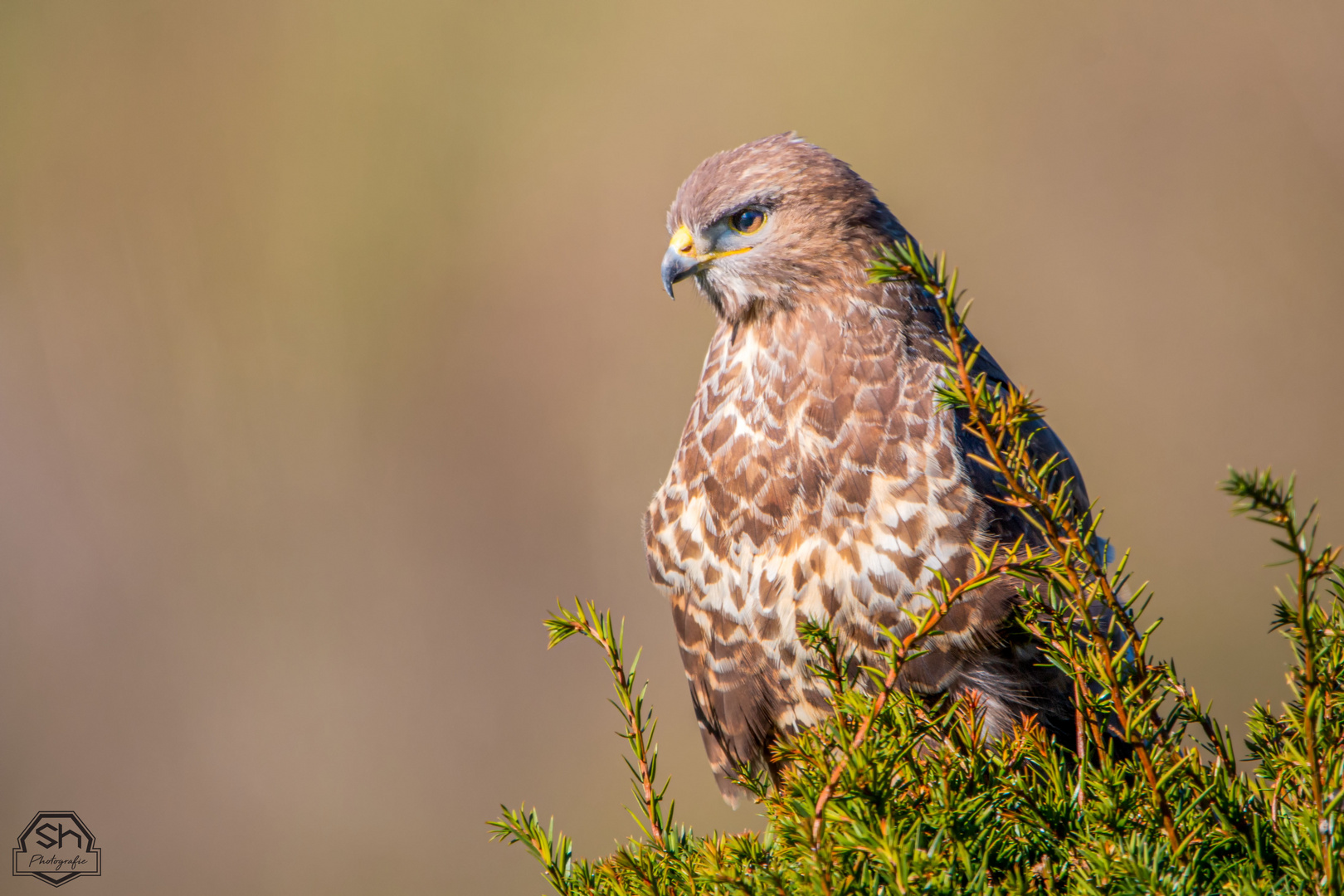 Mäusebussard beim Ansitz