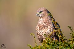 Mäusebussard beim Ansitz