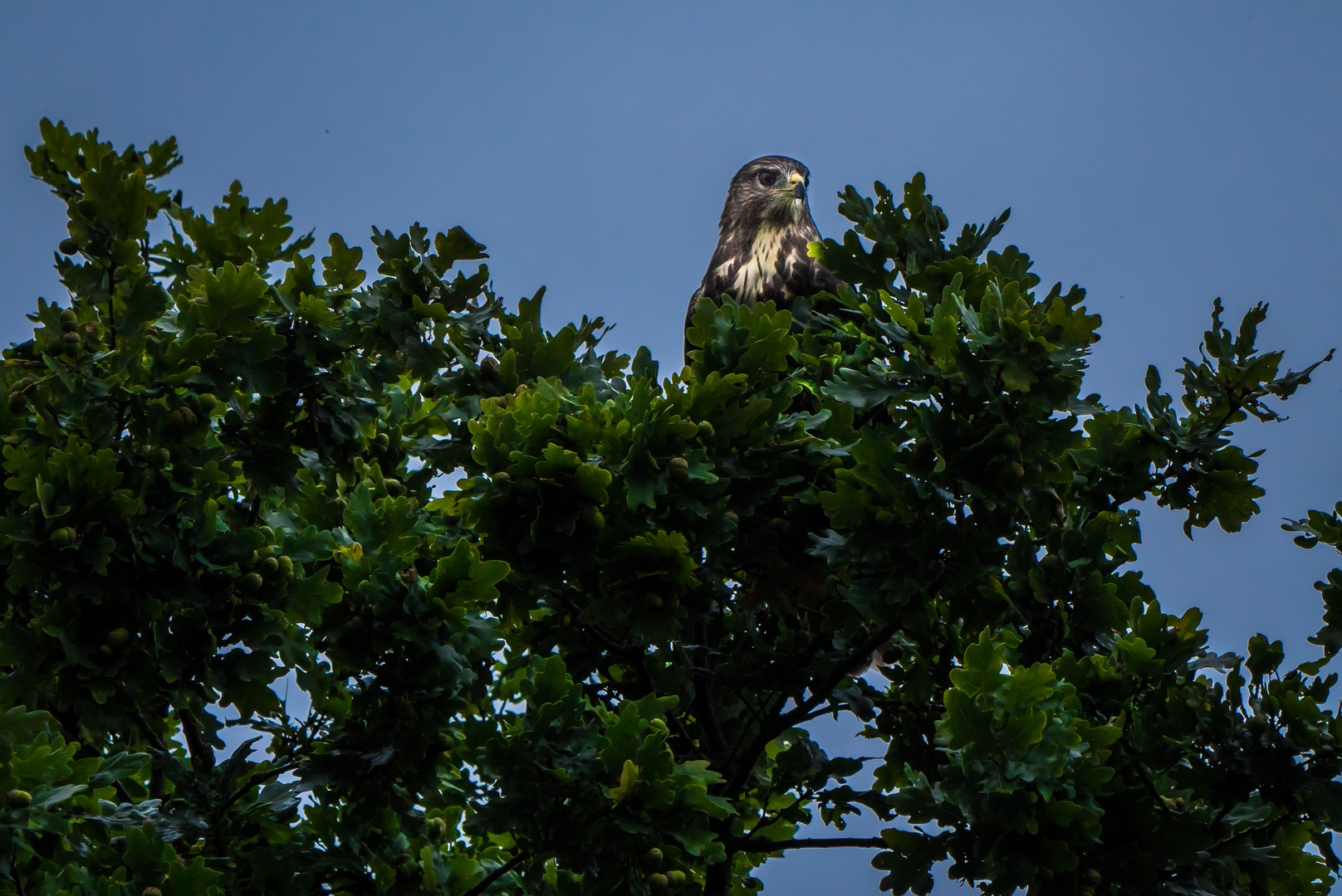 MÄUSEBUSSARD beim Ansitz