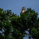 MÄUSEBUSSARD beim Ansitz