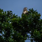 MÄUSEBUSSARD beim Ansitz