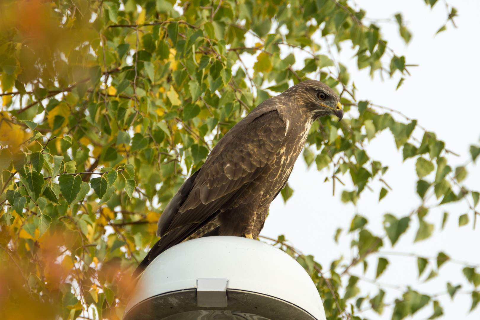 Mäusebussard beim einkafen