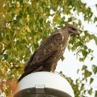 Mäusebussard beim einkafen