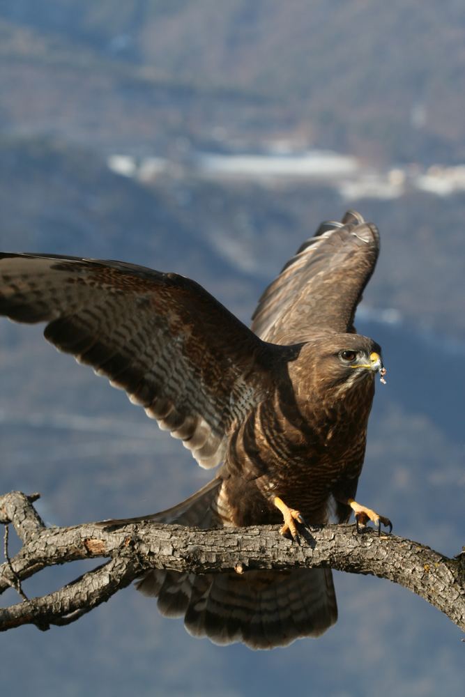 Mäusebussard beim fressen